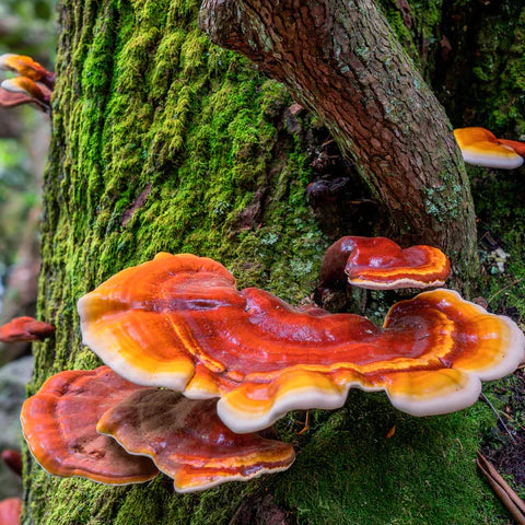 Embracing the Power of Reishi Mushrooms for Holistic Well-being